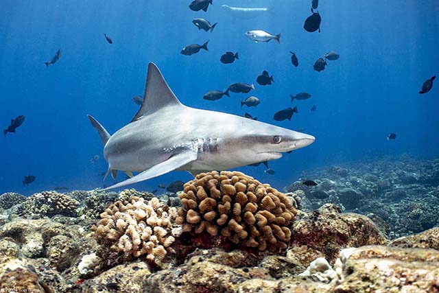 Sharks of the World - Cape Cod Shark Diver - Thomas M. Burns, DVM